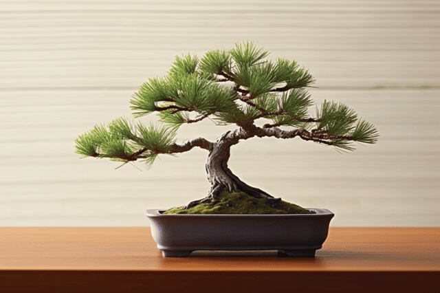 Pinus ponderosa Pinus ponderosa