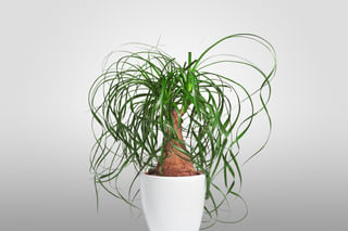 Ponytail Palm (Beaucarnea recurvata) Ponytail Palm (Beaucarnea recurvata)