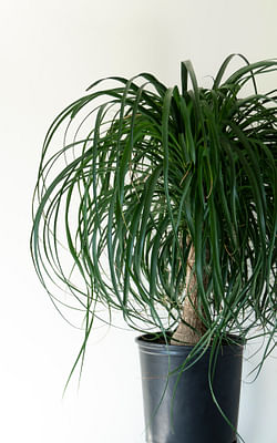 How to care for a Ponytail Palm
