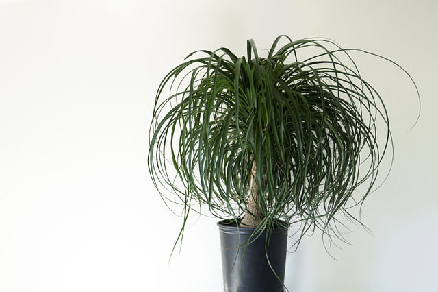 Hoe verzorg je een Olifantspoot plant (Beaucarnea)