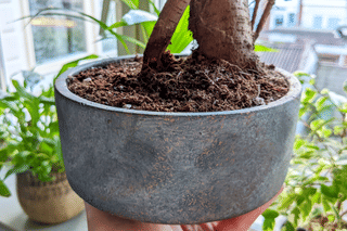Pot for a Ficus Ginseng Pot for a Ficus Ginseng