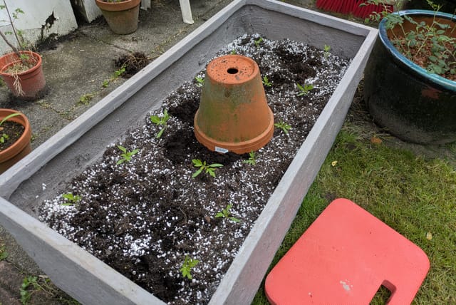 pot-upside-down-in-planter.jpg