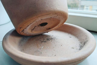 Pot with drainage holes Pot with drainage holes