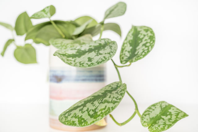 Scindapsus Pictus Scindapsus Pictus