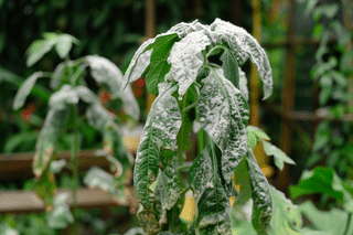 Powdery mildew on a plant outside Powdery mildew on a plant outside