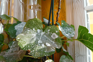Powdery mildew Powdery mildew