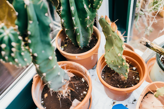 Gepropageerde cactussen Gepropageerde cactussen