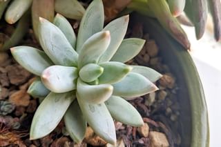 Propagated Echeveria growing in rocky soil Propagated Echeveria growing in rocky soil
