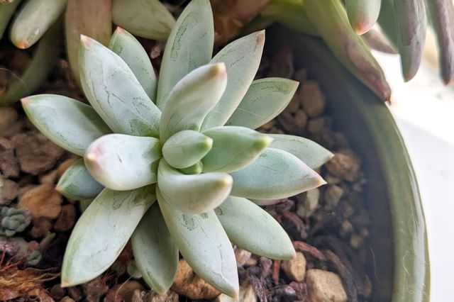 Gepropageerde Echeveria groeiend in rotsachtige bodem Gepropageerde Echeveria groeiend in rotsachtige bodem