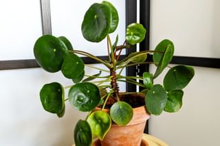 Propagated pilea Propagated pilea