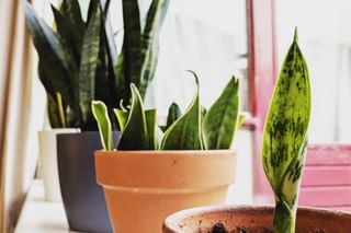 Propagated Sansevieria baby in pot Propagated Sansevieria baby in pot