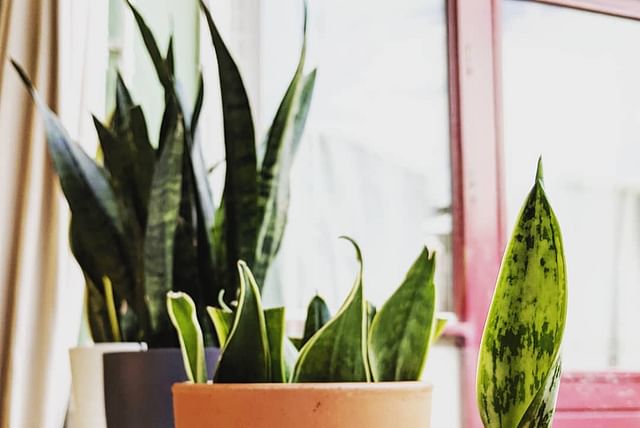 propagated-sansevieria-plant-separation.jpg
