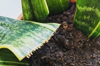 Propagated Sansevieria leaf with roots in soil Propagated Sansevieria leaf with roots in soil