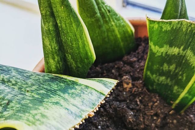 Propagated Sansevieria leaf with roots in soil