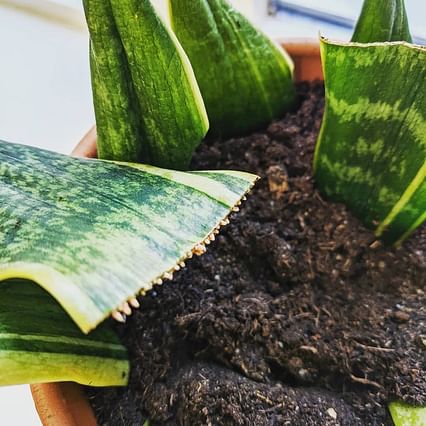 Propagated Sansevieria leaf with roots in soil