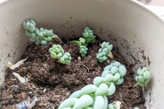 Propagated succulents in soil Propagated succulents in soil