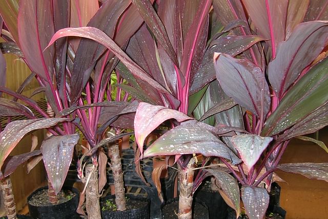 propagating-cordyline.jpg