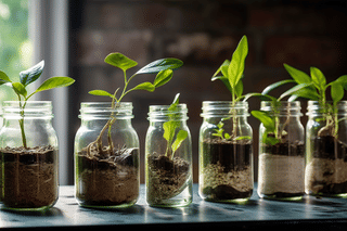 Propagated plants in medium light Propagated plants in medium light