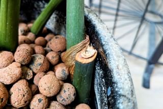 Pruned zz plant stem Pruned zz plant stem