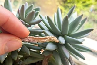 Pruning dead leaves on an Echeveria Pruning dead leaves on an Echeveria