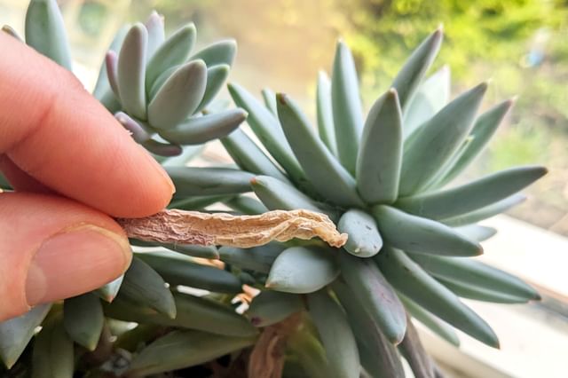Snoeien van dode bladeren aan een Echeveria Snoeien van dode bladeren aan een Echeveria