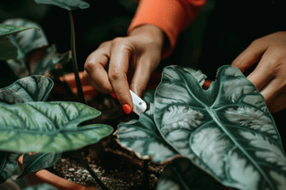 Pruning an alocasia silver dragon Pruning an alocasia silver dragon