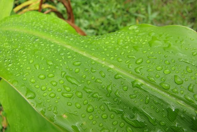raindrops-cordyline.jpg