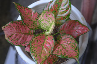 Red Aglaonema Red Aglaonema