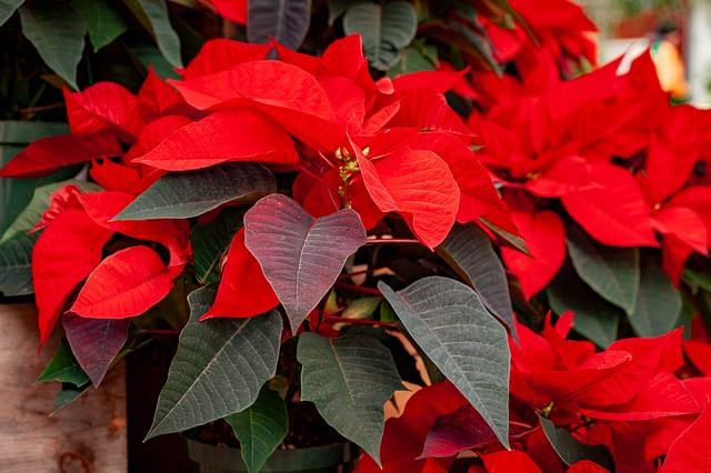 How to care for a Euphorbia pulcherrima (Poinsettia)