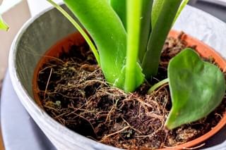 Repotted succulent in soil Repotted succulent in soil