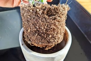 Repotting a crassula ovata Repotting a crassula ovata