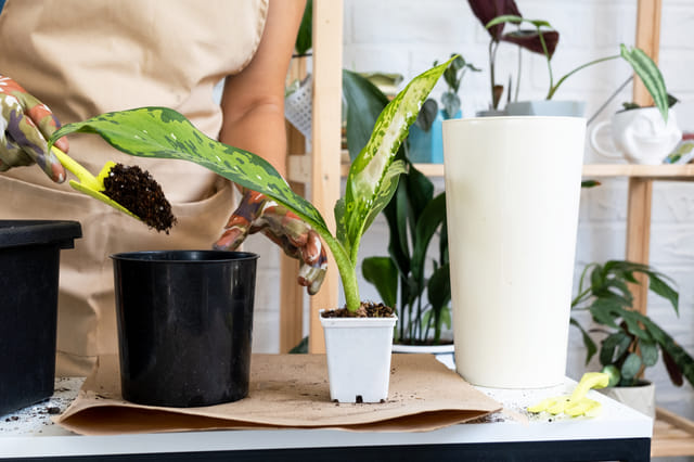 Rempotage d'un Dieffenbachia Rempotage d'un Dieffenbachia