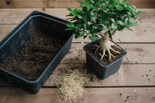 Repotting a Ficus Ginseg Repotting a Ficus Ginseg