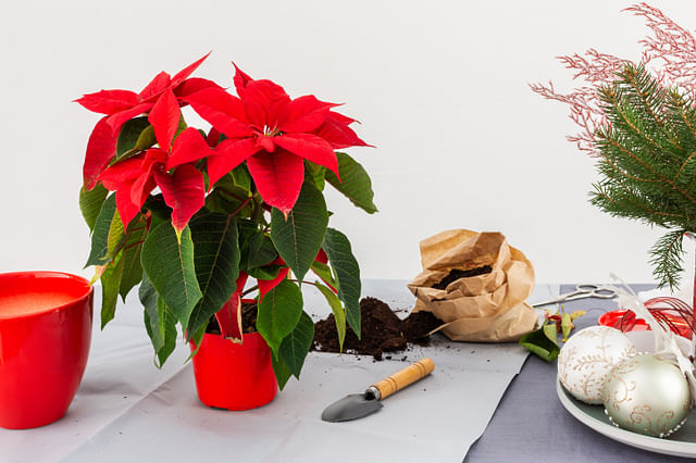 Repotting a Poinsettia