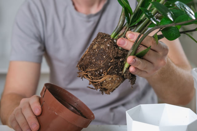 Een ZZ plant verpotten Een ZZ plant verpotten