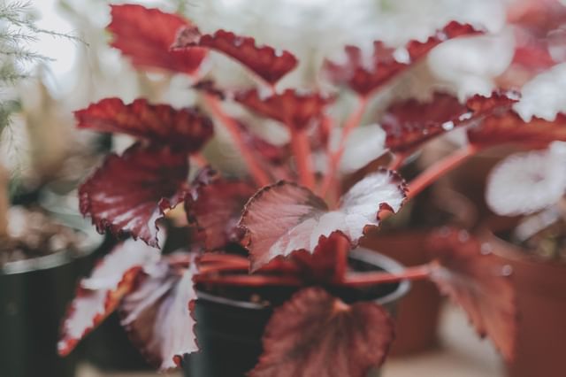 Begonia Rex