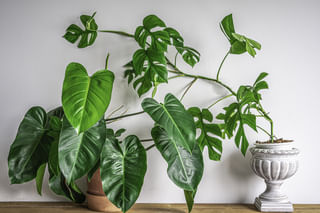 Rhaphidophora Tetrasperma vines Rhaphidophora Tetrasperma vines