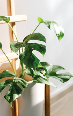 How to take care of a Philodendron Minima