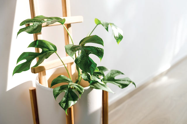 How to take care of a Philodendron Minima