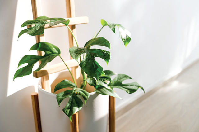 The ultimate plant care guide for a Philodendron Minima