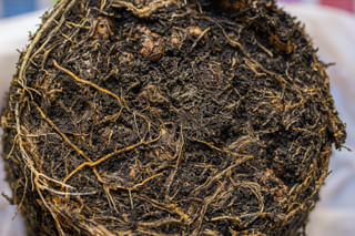 Root rot on plant in soil Root rot on plant in soil