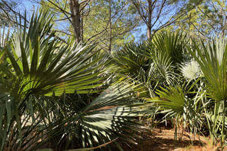 Sabal Palm outdoors Sabal Palm outdoors