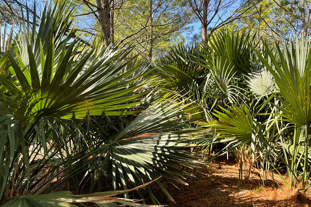 Sabal Palm outdoors