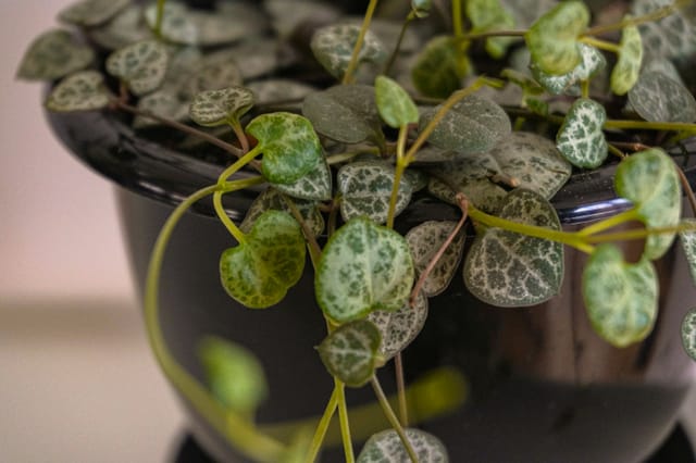 Plant in a Box - Ceropegia Woodii - Chinees Lantaarnplantje - Pot 14cm - Hoogte 20-30cm Plant in a Box - Ceropegia Woodii - Chinees Lantaarnplantje - Pot 14cm - Hoogte 20-30cm