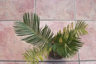 Small sago palm indoors Small sago palm indoors
