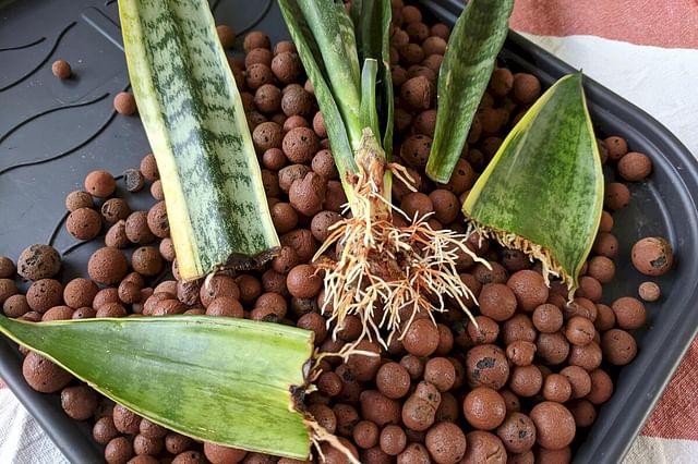  Malifea 2LBS Leca Expanded Clay Pebbles Hydroponics Supplies  for Indoor Garden Plants : Patio, Lawn & Garden