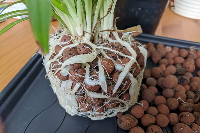 Spider plant root bound in Leca