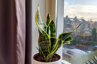 Sanseviera in windowsill Sanseviera in windowsill