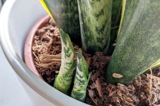 Sansevieria growing babies in soil Sansevieria growing babies in soil