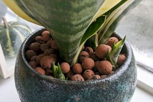 10 Gemakkelijke kamerplanten om je lente verzorging te beginnen